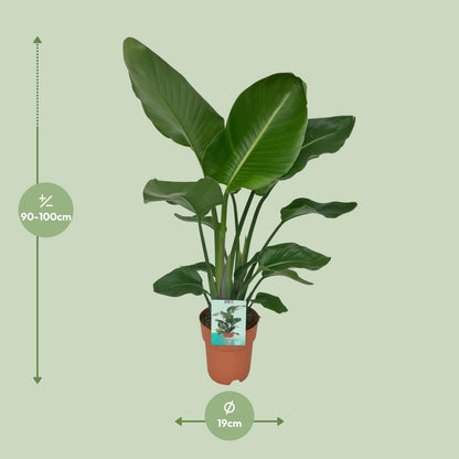 Strelitzia Nicolai Ø19cm Zimmerpflanze 90cm – Pflanzfix24.de - Pflanzfix24.de