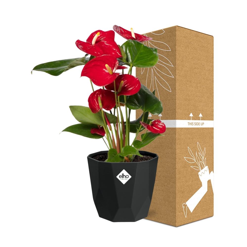 Anthurium Red 12cm in 14cm b.for rock living black - Pflanzfix24