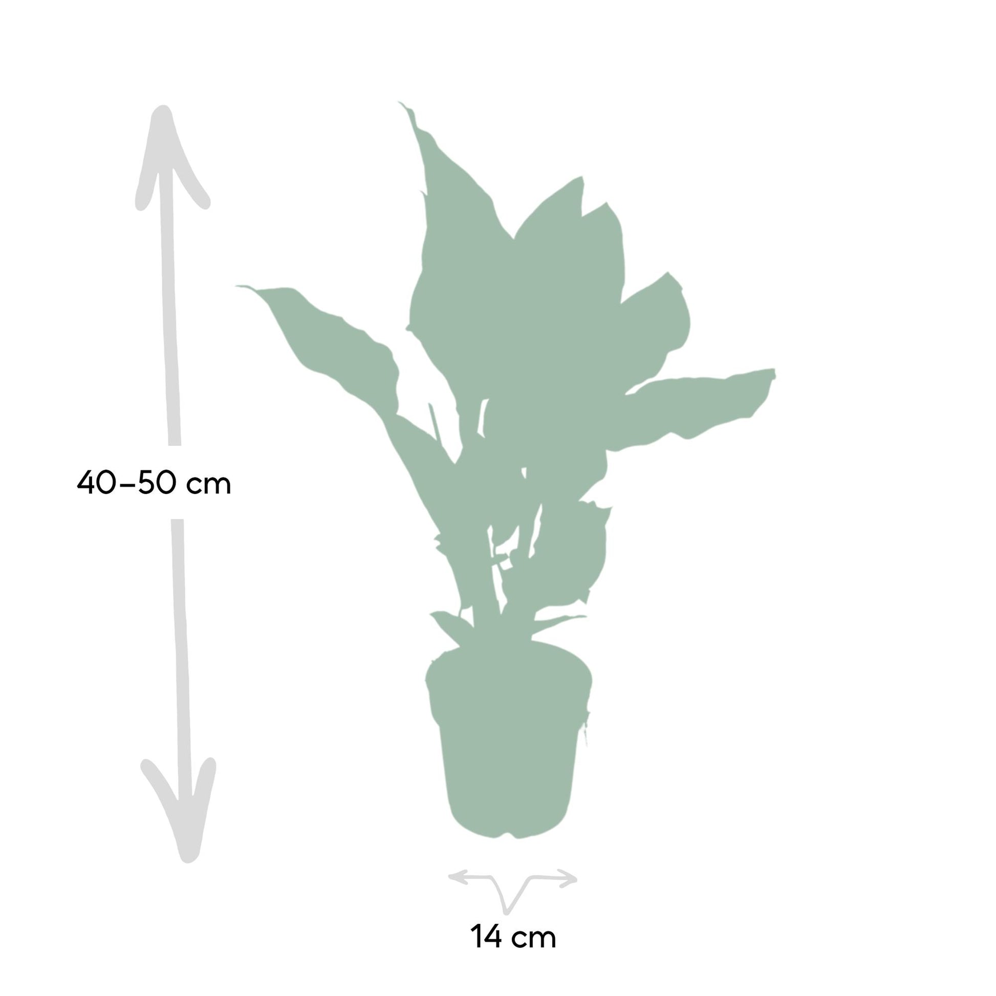 Calathea Ornata - Pflanzfix24.de - Pflanzfix24.de