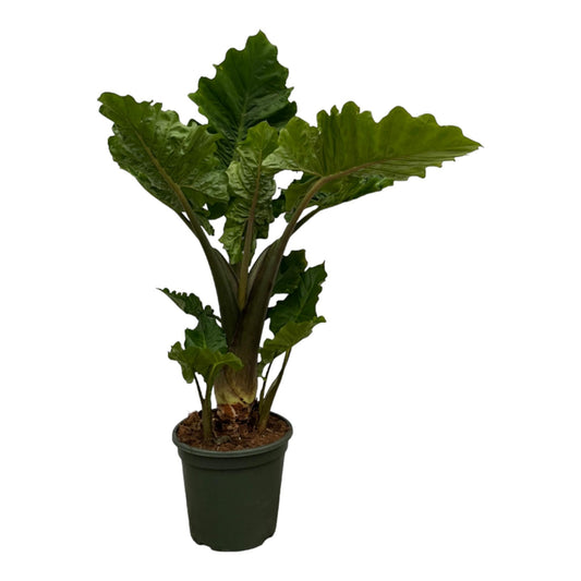Alocasia Low Raider - 75 cm - Ø26cm bei Pflanzfix24.de - Pflanzfix24.de