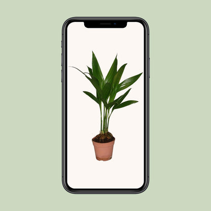 Areca Catechu - Ø12cm - ↕50cm - Pflanzfix24