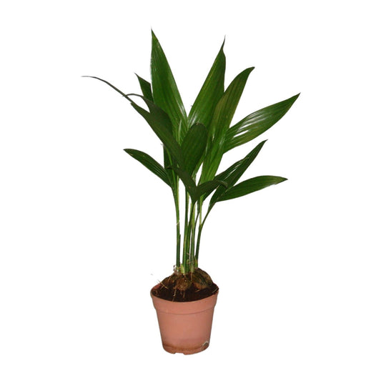 Areca Catechu - Ø12cm - ↕50cm - Pflanzfix24