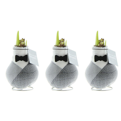 No Water Flowers® Giletz Bowtie (3er Pack) + Rote Blume - Pflanzfix24