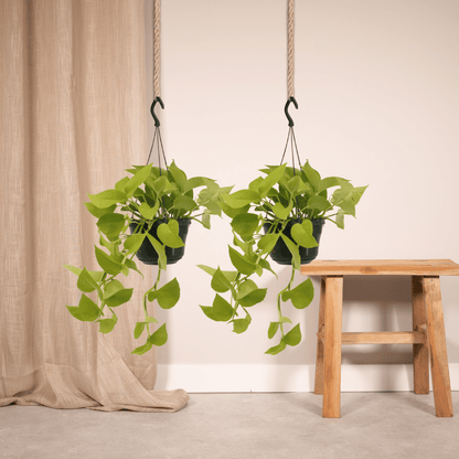 Epipremnum Golden Pothos (Scindapsus) - 2 Stücke - Pflanzfix24.de - Pflanzfix24.de