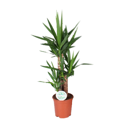 Yucca 90 cm - Ø21 cm - pflanzfix24