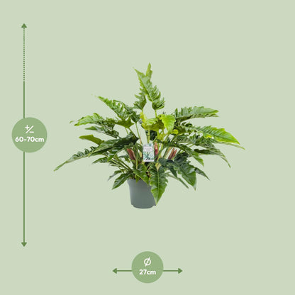 Philodendron Rambo - Ø27cm - ↕65cm bei Pflanzfix24