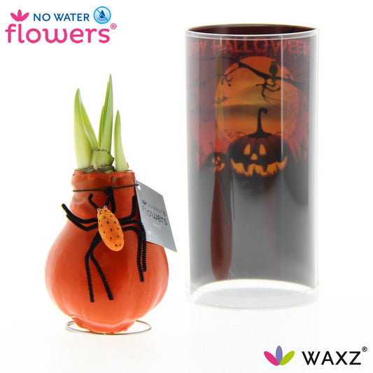 No Water Flowers Waxz® Halloween SPIN - ↕15cm - Pflanzfix24