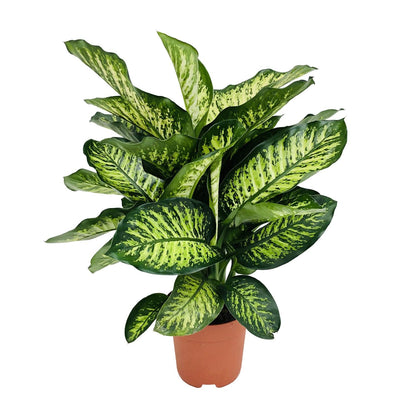 Dieffenbachia Camilla - Ø21cm - ↕75cm bei Pflanzfix24