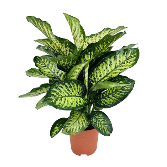 Dieffenbachia Camilla - Ø21cm - ↕75cm bei Pflanzfix24