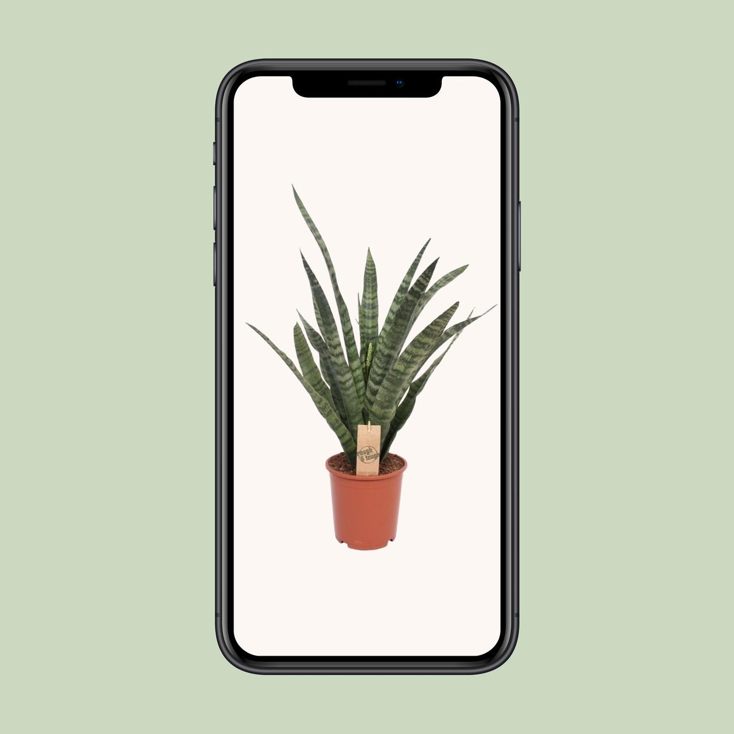 Sansevieria Diamond Green - Ø19cm - ↕60cm - Pflanzfix24