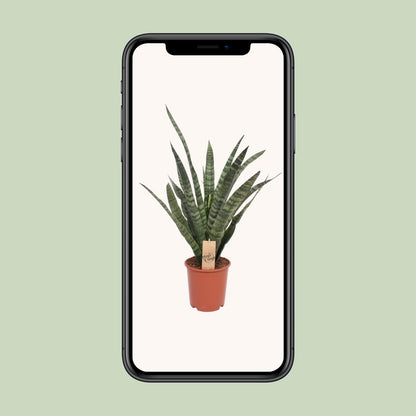 Sansevieria Diamond Green - Ø19cm - ↕60cm - Pflanzfix24
