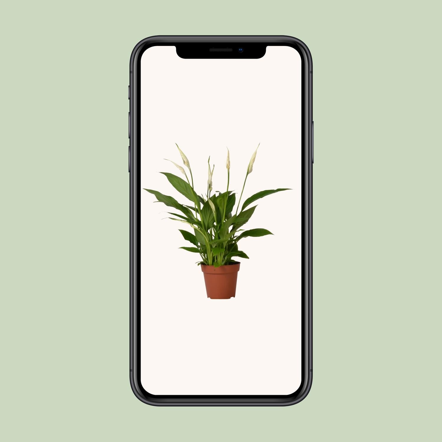 Friedenslilie Spathiphyllum Bingo Cupido – ca. 45 cm | Pflanzfix24.de - Pflanzfix24.de