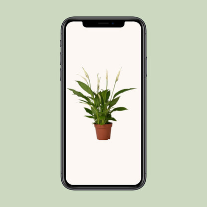 Friedenslilie Spathiphyllum Bingo Cupido – ca. 45 cm | Pflanzfix24.de - Pflanzfix24.de