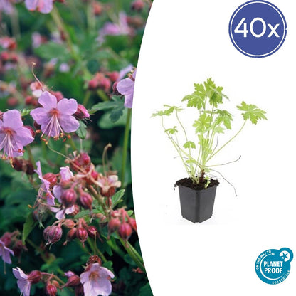 40x Geranium macrorrhizum - ↕10-25cm - Ø9cm - Pflanzfix24.de - Pflanzfix24.de
