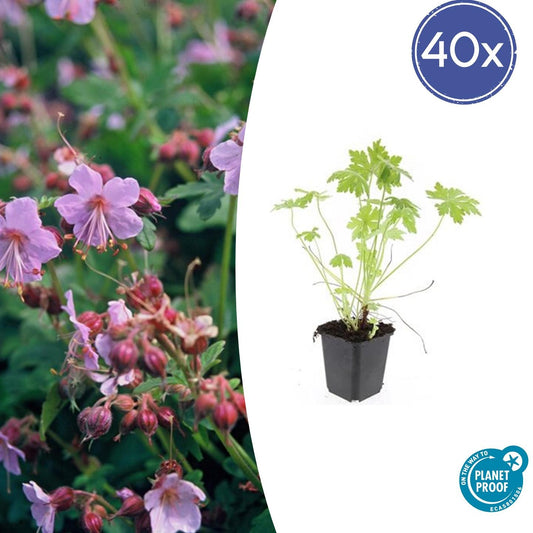 40x Geranium macrorrhizum - ↕10-25cm - Ø9cm - Pflanzfix24.de - Pflanzfix24.de