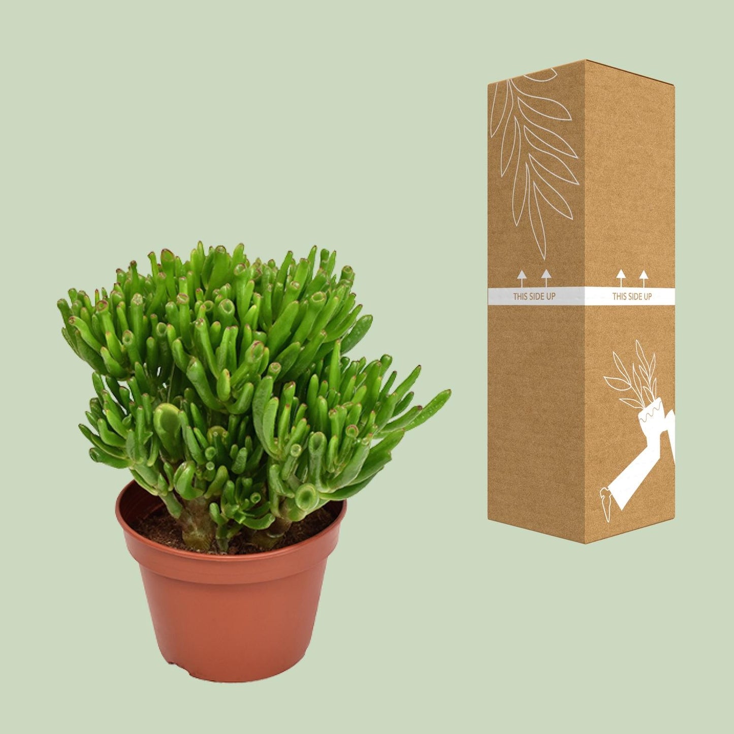 Crassula Hobbit - Ø15cm - ↕21cm - Pflanzfix24