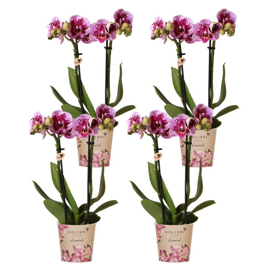 4er Set Phalaenopsis El Salvador Rosa-Lila Ø9cm – Pflanzfix24.de - Pflanzfix24.de