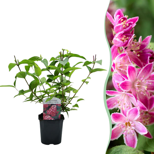 Pflanzfix24 - Deutzia hybrida Strawberry Fields - 1 Pflanze - Blüte Rosa - Topf 17cm
