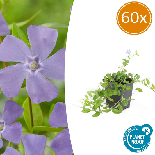 Vinca minor 'La Grave' - 60 Stück - Pflanzfix24.de - Pflanzfix24.de