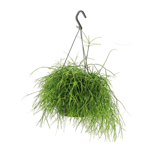 Rhipsalis Oasis - Ø17cm - ↕25cm von Pflanzfix24