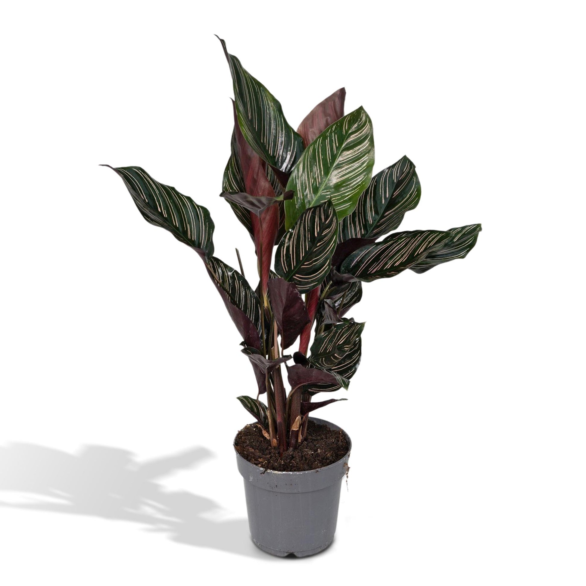 Calathea Ornata - Pflanzfix24.de - Pflanzfix24.de