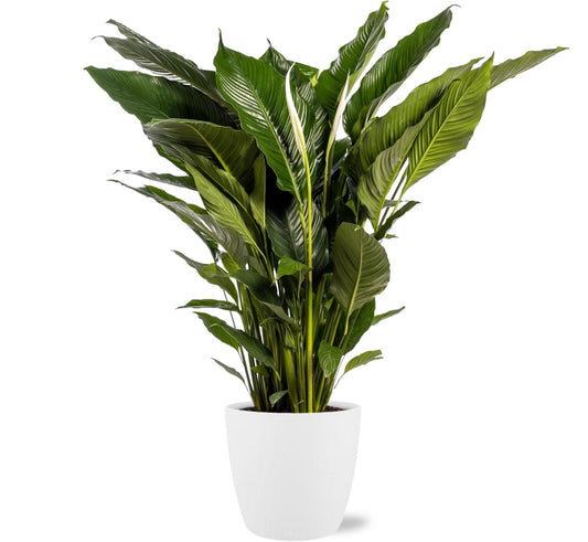 Spathiphyllum Sweet Sebastiano Ø24cm + Topf Weiß D25x23cm | pflanzfix24.de - Pflanzfix24.de