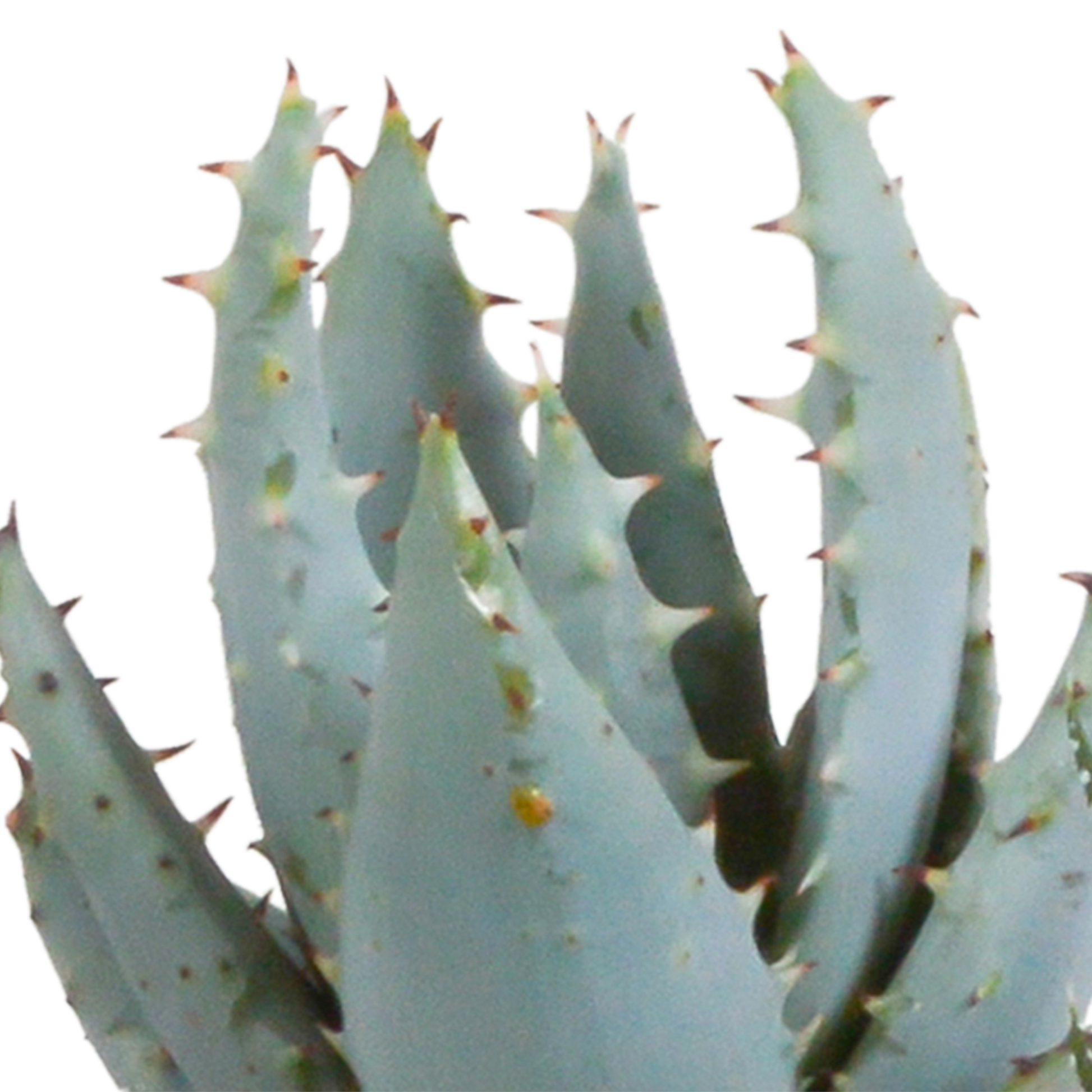Gasteria/Haworthia-Mischung 5,5cm - 5x - Mexicaanse pot - Pflanzfix24.de - Pflanzfix24.de