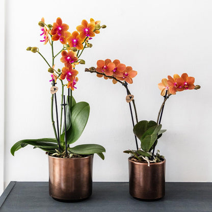 Orange duftende Kolibri Orchidee - pflanzfix24