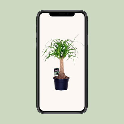 Beaucarnea Nolina - Ø17cm - ↕50cm - Pflanzfix24