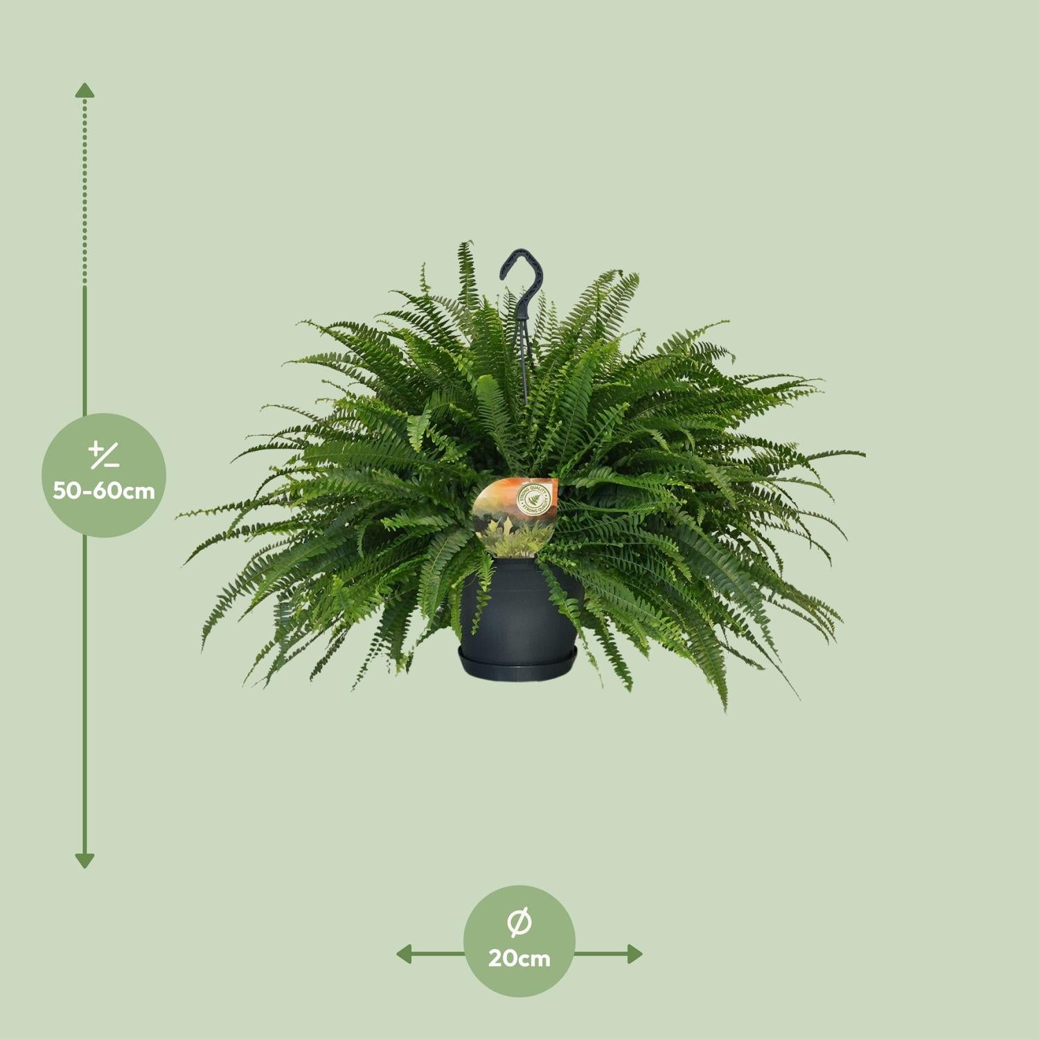 Nephrolepis „Grüne Dame“ Boston-Farn Ø20cm | Pflanzfix24.de - Pflanzfix24.de