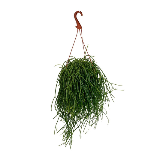 Rhipsalis Shaferi - Ø17cm - ↕45cm - Pflanzfix24