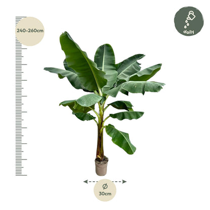 Bananenplant (Musa) - 250 cm - ø30 - Pflanzfix24