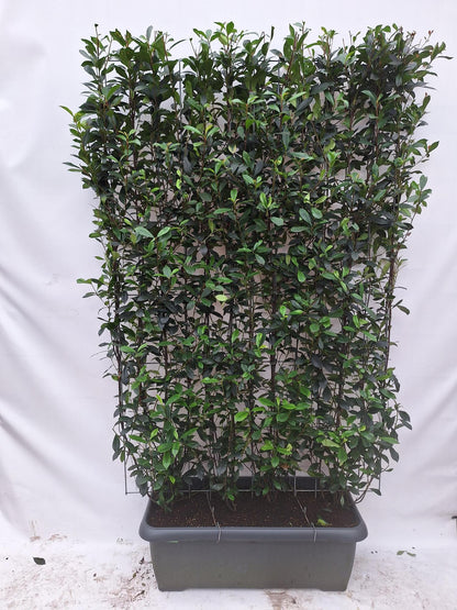 Photinia fraseri 'Carré Rouge' - Fertighecke - 120 x 180 cm - Pflanzfix24