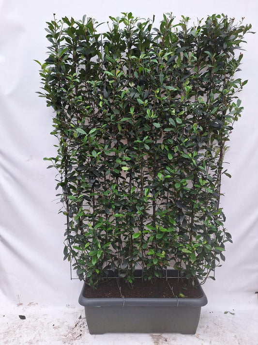 Photinia fraseri 'Carré Rouge' - Fertighecke - 120 x 180 cm - Pflanzfix24