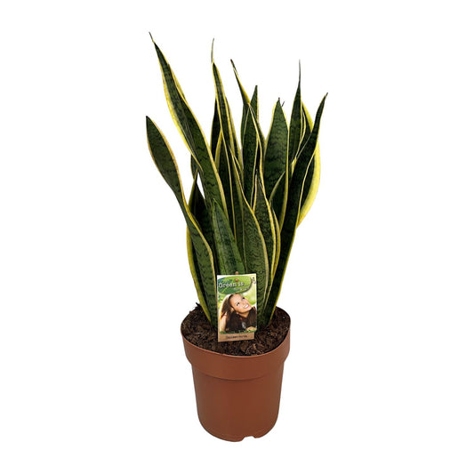 Sansevieria Trifasciata Laurentii - Ø21cm - ↕60cm bei Pflanzfix24