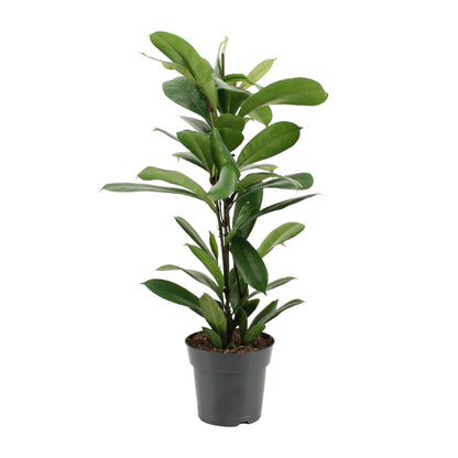 Ficus Cyathistipula - Ø17cm - ↕70cm von Pflanzfix24