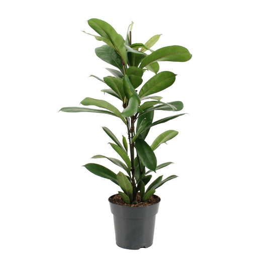 Ficus Cyathistipula - Ø17cm - ↕70cm von Pflanzfix24