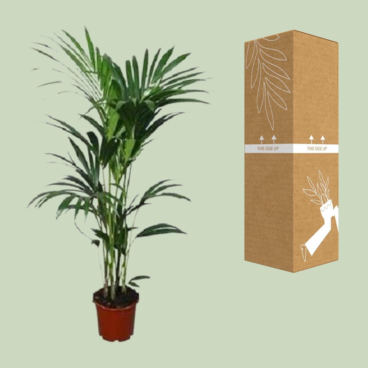 Kentia-Palme - Howea forsteriana - Ø21cm - ↕120cm - Pflanzfix24.de - Pflanzfix24.de