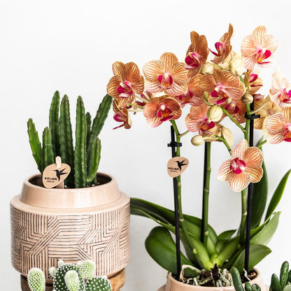 Stapelia Kaktus Ø9cm – Zimmerpflanze bei Pflanzfix24.de - Pflanzfix24.de