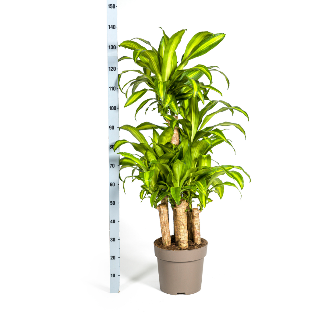 Dracaena Fragrans Massangeana Karussell - pflanzfix24
