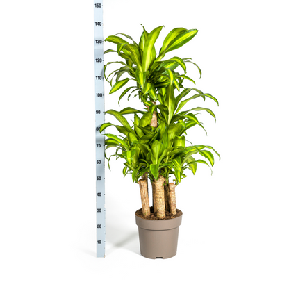 Dracaena Fragrans Massangeana Karussell - pflanzfix24