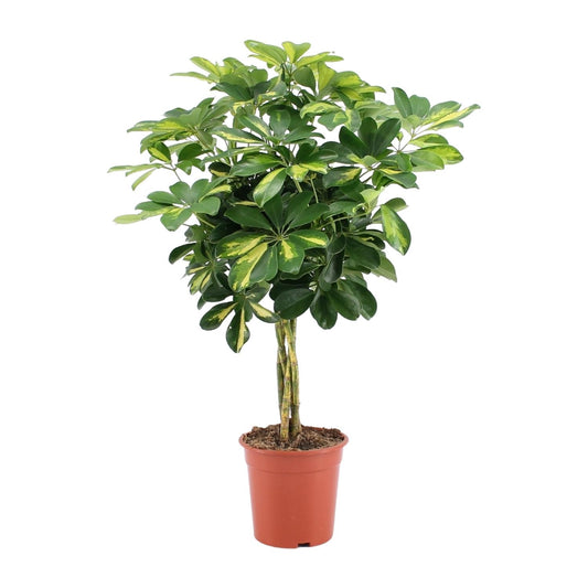 Schefflera Gold Capella Ø19cm - Zimmerpflanze | Pflanzfix24