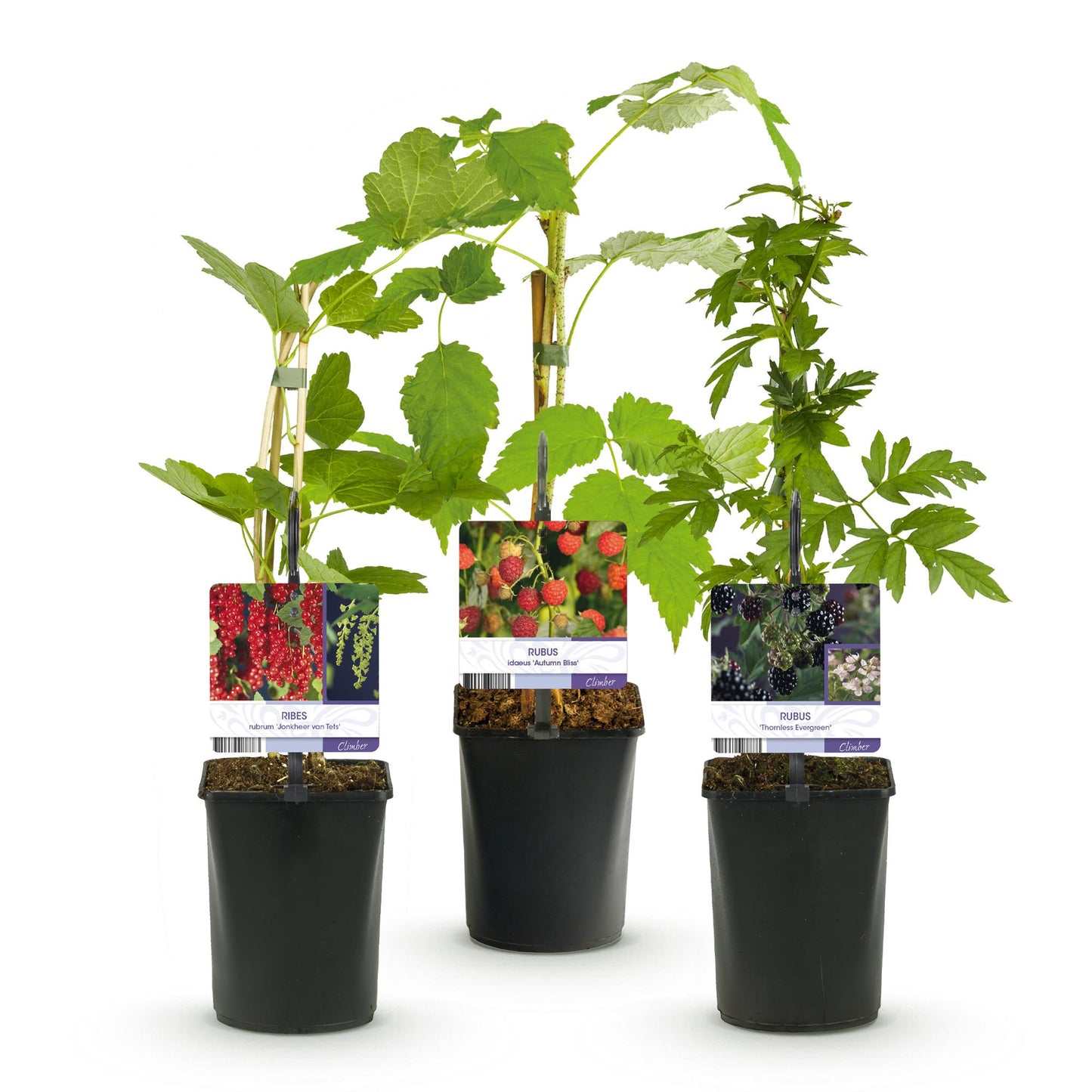 Pflanzfix24 - Obstpflanzenmix - Rote Johannisbeere, Rote Himbeere, Schwarze Brombeere - 3 Pflanzen - Topf 11cm Höhe 40cm