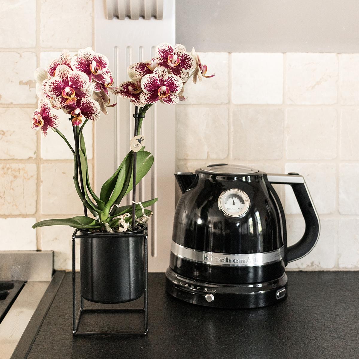 2er Set Phalaenopsis Spanien Rot-Gelb Ø9cm – Pflanzfix24.de - Pflanzfix24.de