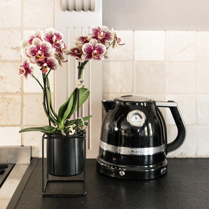 2er Set Phalaenopsis Spanien Rot-Gelb Ø9cm – Pflanzfix24.de - Pflanzfix24.de