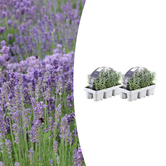 2x 6er Pack Lavendel angustifolia - Ø7 cm - ↕15 cm - Pflanzfix24.de - Pflanzfix24.de