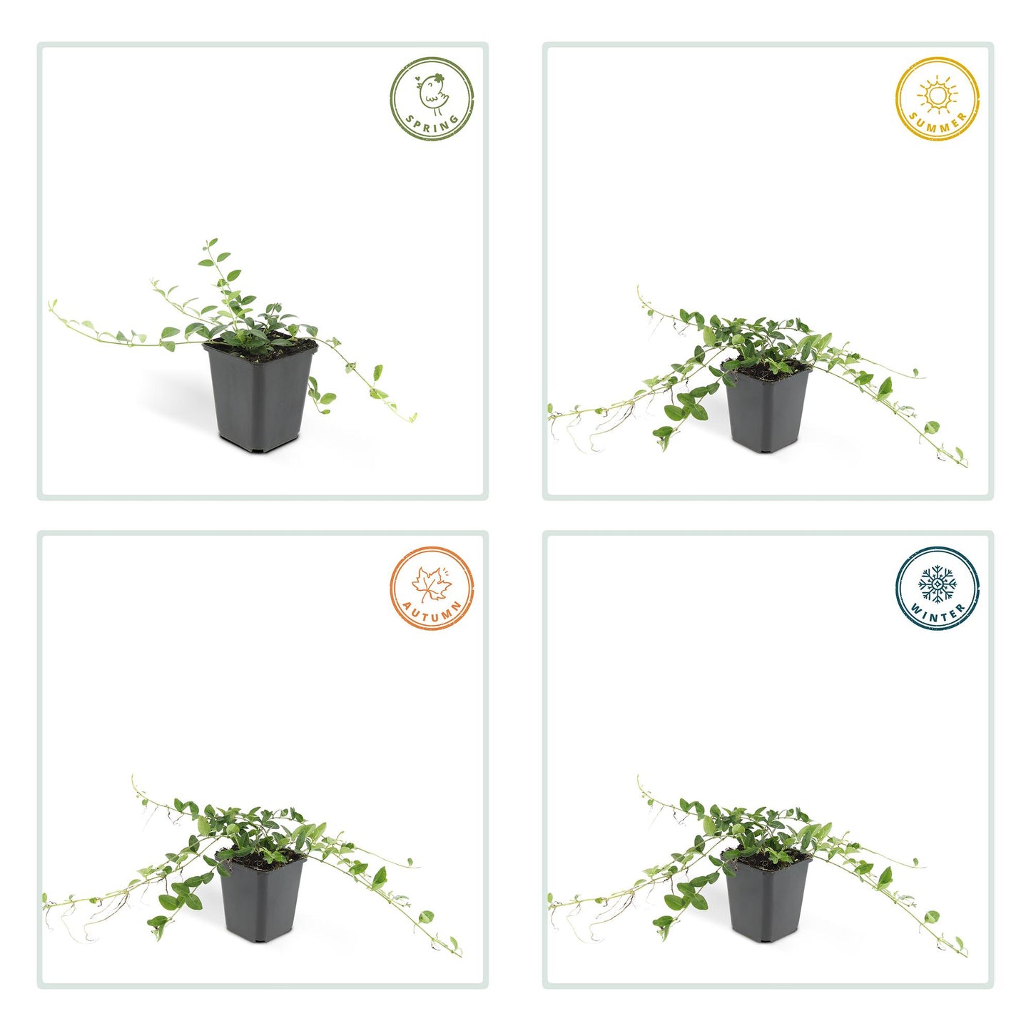 12x Vinca minor 'Alba' – Weißer Bodendecker | Pflanzfix24.de - Pflanzfix24.de