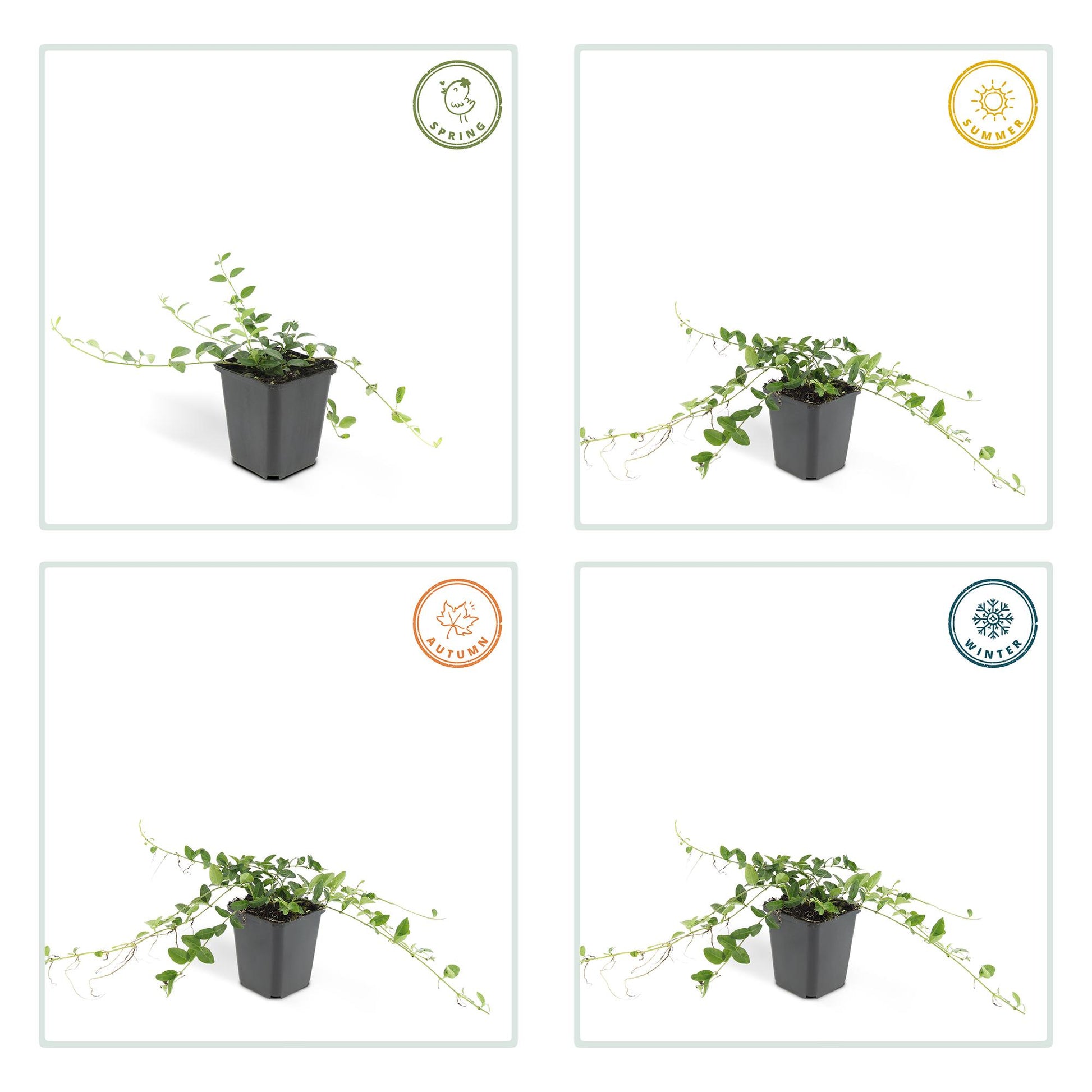 12x Vinca minor 'Alba' – Weißer Bodendecker | Pflanzfix24.de - Pflanzfix24.de
