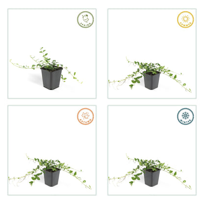 12x Vinca minor 'Alba' – Weißer Bodendecker | Pflanzfix24.de - Pflanzfix24.de