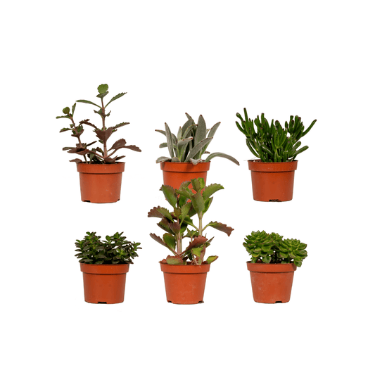 Sukkulenten Mix- 6 Stücke - Ø10,5cm - ↕12 cm bei Pflanzfix24